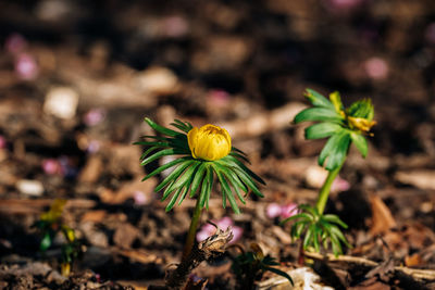 Close-up of flowering plant on field