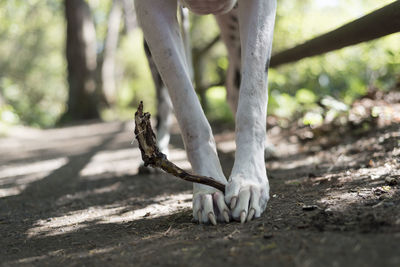 Low section of person standing on land