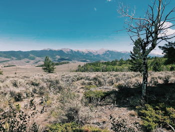 Scenic view of landscape against sky