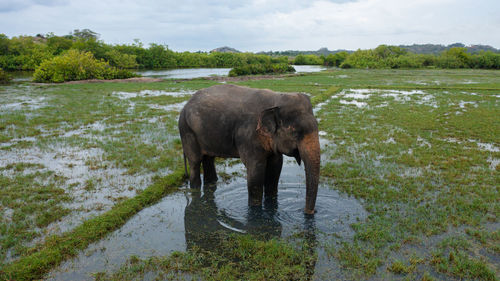 Aerial drone of elephant in flooded fields feed on lush grass. arugam bay sri lanka.