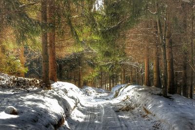 Road passing through forest