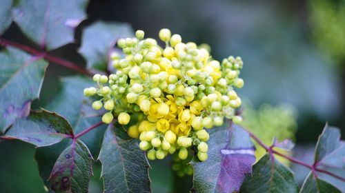 Close-up of plant