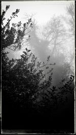 Trees in forest against sky