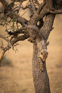 Young cheetah on tree trunk