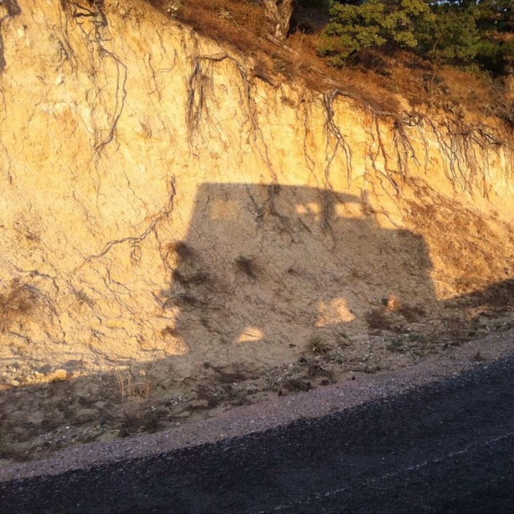 SHADOW ON TREE