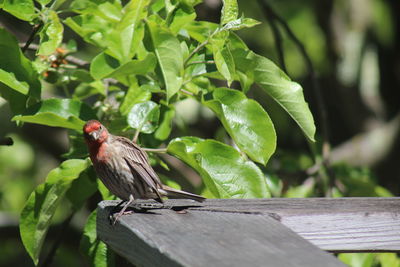 Close-up of bird perching on wood