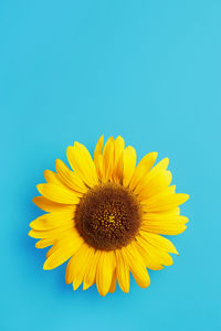Close-up of sunflower against blue background