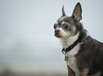 Close-up portrait of chihuahua dog at beach