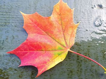 Close-up of maple leaf on lake during autumn