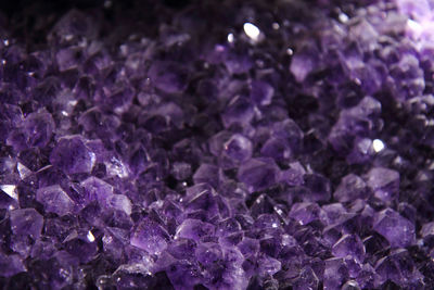 Close-up of purple flowering plants