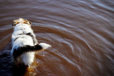 High angle view of dog in water