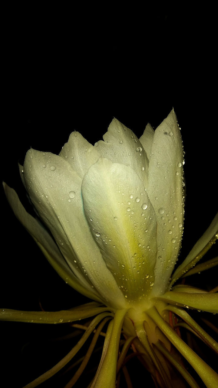 CLOSE-UP OF WET FLOWER