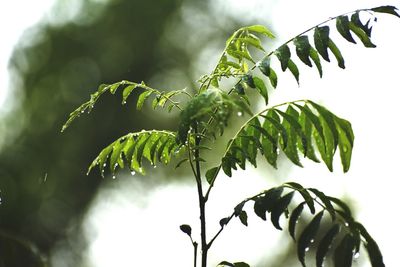 Low angle view of fern leaves on tree