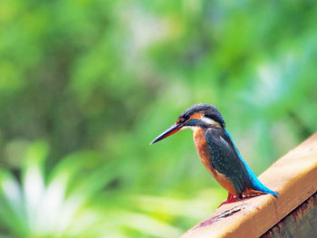 Kingfisher perching on railing