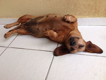 Dog resting at home