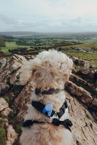 View of a dog on landscape