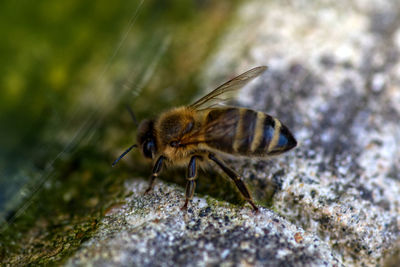 Close-up of bee on rock