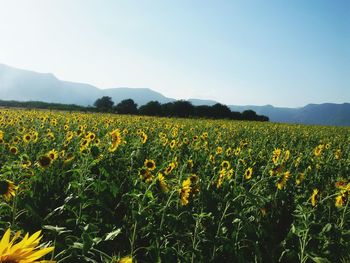 Scenic view of sunflower field against sky