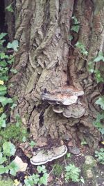 Close-up of tree trunk