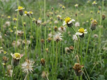 Close-up of flowering plant on field