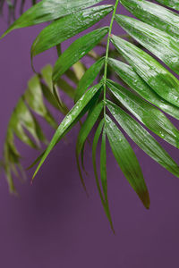 Close-up of raindrops on leaves