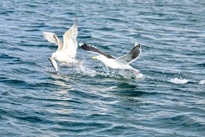 Bird flying over sea