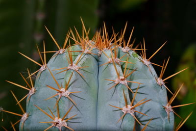 Close-up of prickly pear cactus