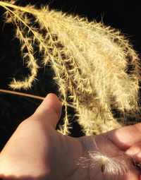 Midsection of person holding dandelion against black background