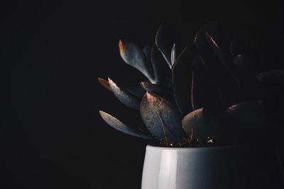 Close-up of succulent plant over black background