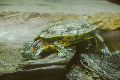 Trachemys scripta is on a rock a freshwater turtle is native to north america.