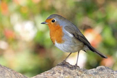 Close-up of bird perching outdoors