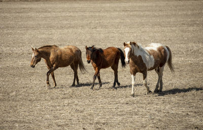 Horses in a field