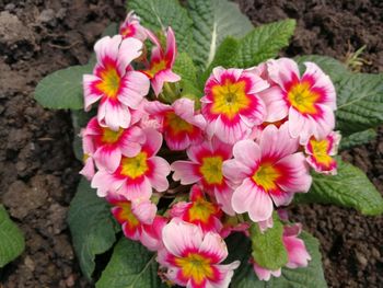 Close-up of pink flowering plants