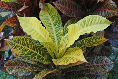 Close-up of autumnal leaves