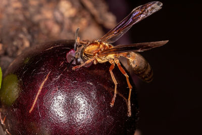 Close-up of insect