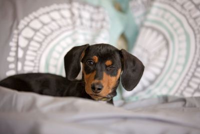 Close-up portrait of dog