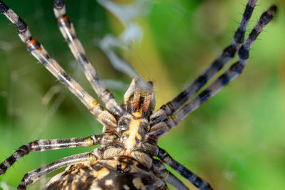 Close-up of spider