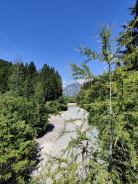 Trees growing in forest against clear blue sky