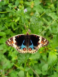 Close-up of butterfly on plant