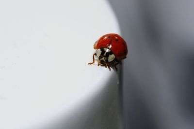 Close-up of ladybug