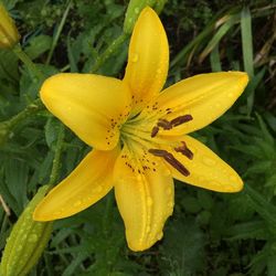 Close-up of yellow flower