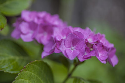 Close-up of purple hydrangea flowers