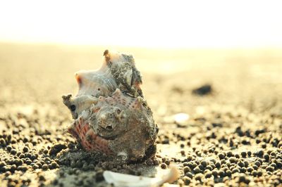Close-up of seashells on beach