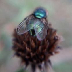 Close-up of fly on flower