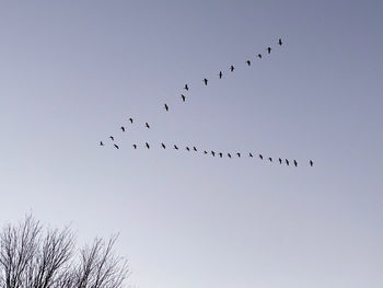 Low angle view of birds flying in sky