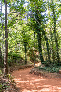 Trees in forest