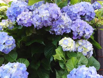 Close-up of hydrangea flowers