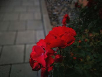 Close-up of red flowers blooming outdoors