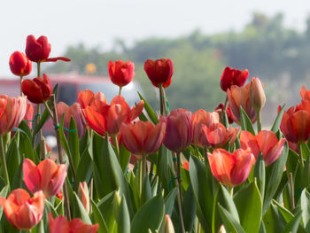 Close-up of red tulips in field