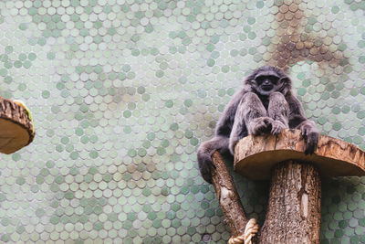 Monkey sitting on wall